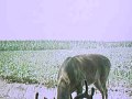 "Big Henry" 2010 video