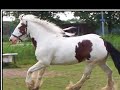 Bewerking van Shayla in actie