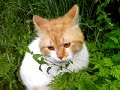 котэ злой! Не приставай к котэ!!!