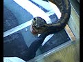 Snake Swallowin Mouse
