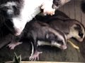 Sugar Glider Trio (day time napping) Sugar Glider Trio (day time napping)