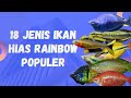 Ikan Hias Rainbow Nama Latin