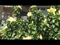 kolea at waikoloa
