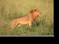 Safari - Ugandan Safari 