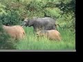 Ugandan Safari Ugandan Safari