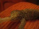 Leachianus henkeli eating babyfood