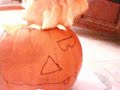 ???{ Citrouille : Halloween }??? ???{ Citrouille : Halloween }???
