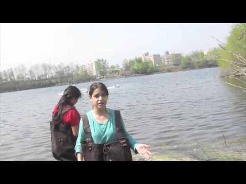 how to collect cyanobacteria