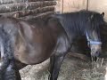 Newfoundland Pony foal