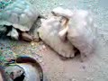 Mating season?