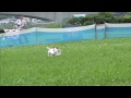 Click here to watch this video 2011 6/19 K9 寒川大会 スモールドック 決勝 リン