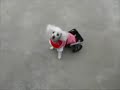Handicapped poodle in her 2 wheeled cart