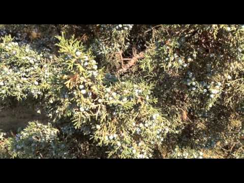 how to harvest juniper berries