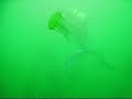 Monterey Metridium Scuba & Santa Cruz 2009