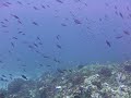 Scuba diving in Cancun, Mexico