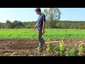 Jalapeno peppers are a type of chili pepper that is very tolerant of the frost. Wait until two or three weeks before the frost to sow the seeds of jalapeno peppers withhelp from an organic farmer in this free video on fruit and vegetable gardening. Expert: Jarrett Man Contact: stonesoupfarm.googlepages.com Bio: Jarrett Man created and runs Stone Soup Farm, an organic vegetable and fruit operation in Belchertown, Mass. Filmmaker: EquilibrioFilms Jenn