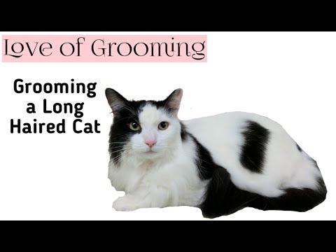 How To Groom a Long Haired Cat from Bathing to Drying and ...