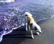 Akita Inu video