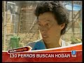 Espa�a Directo. 130 perros buscan hogar