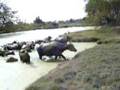 videos de Bufalos Puerto Salgar