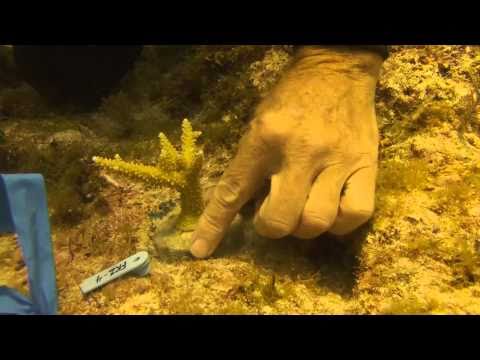 how to transplant zoanthids