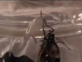 Monarch emerges from chrysalis on Oct 2, 2007 Monarch emerges from chrysalis on Oct 2, 2007