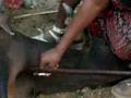 videos de HALI Project Livestock Sampling, Ruaha Ecosystem, Tanzania