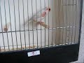 jeune mâle aomr.wmv