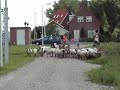 Tweelingdorp027  Schaap &amp; Co27   pad vóór weide2   4.34