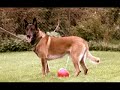 Funny Dog Commercial