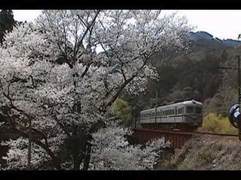 大井川鉄道　笹間川の彼岸桜②電車通過