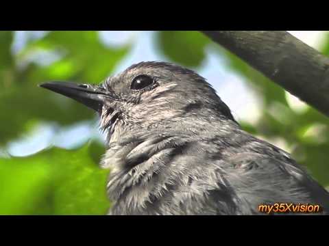 yt:stretch=16:9 - Squirrels Love Rainbows Electrical Poles and Catbirds in HD Music by French Collective @t jamendo.com This was filmed on 5/29 2011 by my35Xvision during Memo...