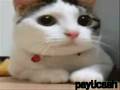 Kitty yo ah yo