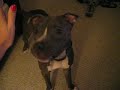 Pitbull Tricks - Sit, Down, Speak, High 5, Twirl