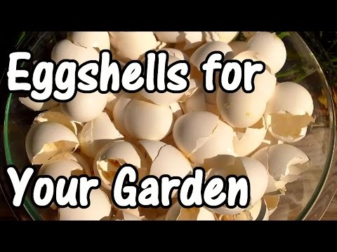 how to fertilize store bought eggs