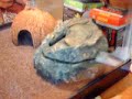 my new leopard gecko