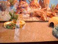 my new leopard gecko