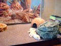 my new leopard gecko