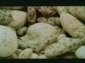 Movie - Veruschka (1971)