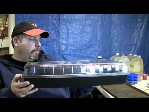 how to replant pepper seeds