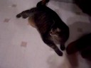 Cat on Hamster watch