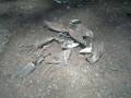 videos de zombie chicken.wmv