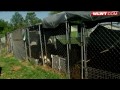 A woman's guilty plea will allow an overcrowded animal shelter to adopt out dogs previously held as evidence.