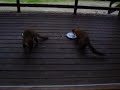 Pine Martens Eating Doughnuts