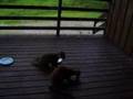 Pine Martens Eating Doughnuts