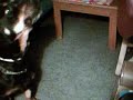 Rasta the singing dwarf  rottweiler  (getting the timing down)