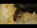 Abelha comendo pudim - Bee eating a sweet Abelha comendo pudim - Bee eating a sweet