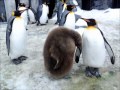 キングペンギンのヒナ