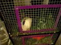 A video on how I made my rat cage