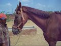 Rescue Cases at the Friendicoes Sanctuary